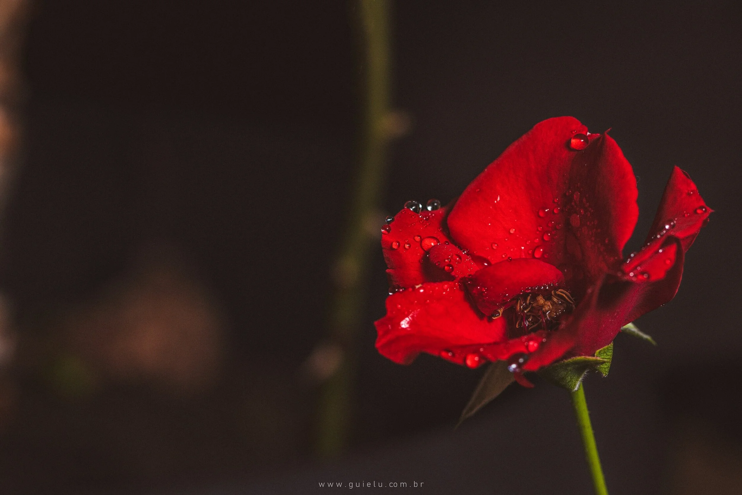 In Memoriam &amp; Appreciation