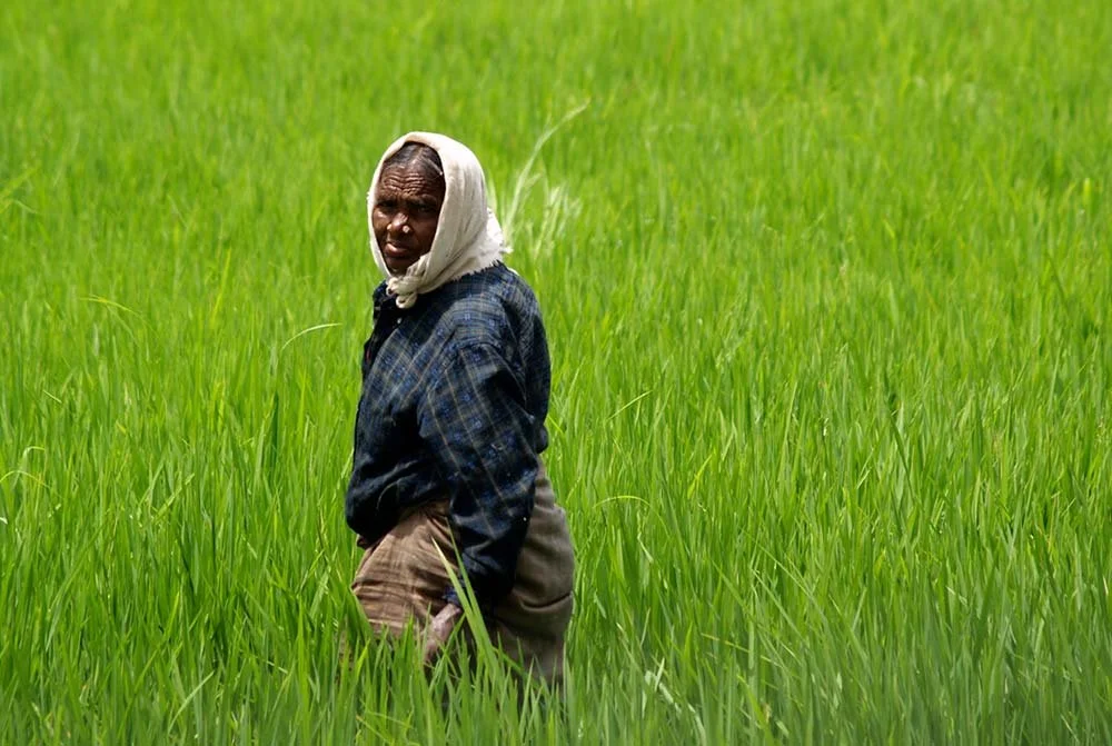 India-Image-gallery-6---rice-paddy-fields,-Kanataka.-jpg.jpg