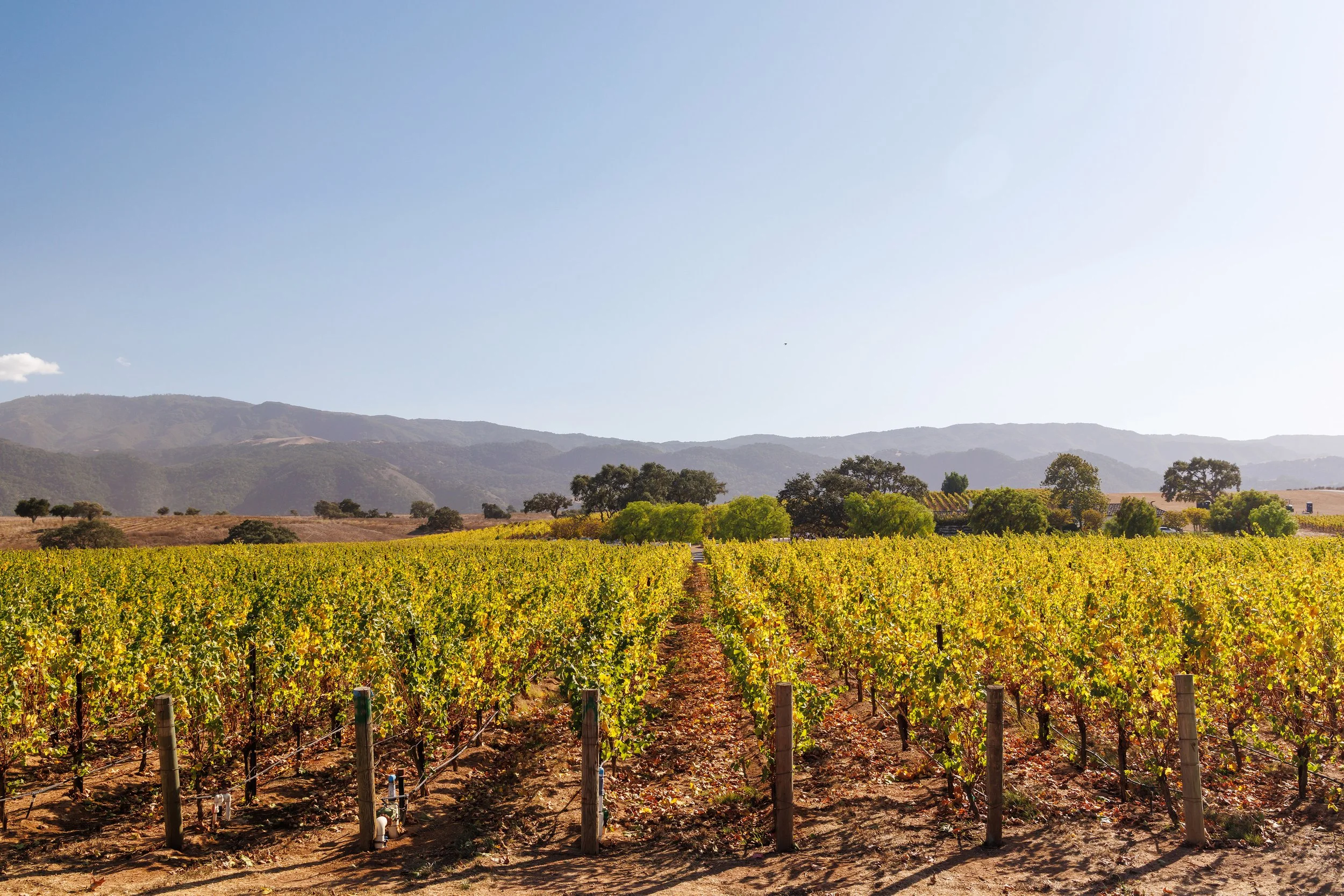 15/9 - Wine maker’s dinner: Zuccardi