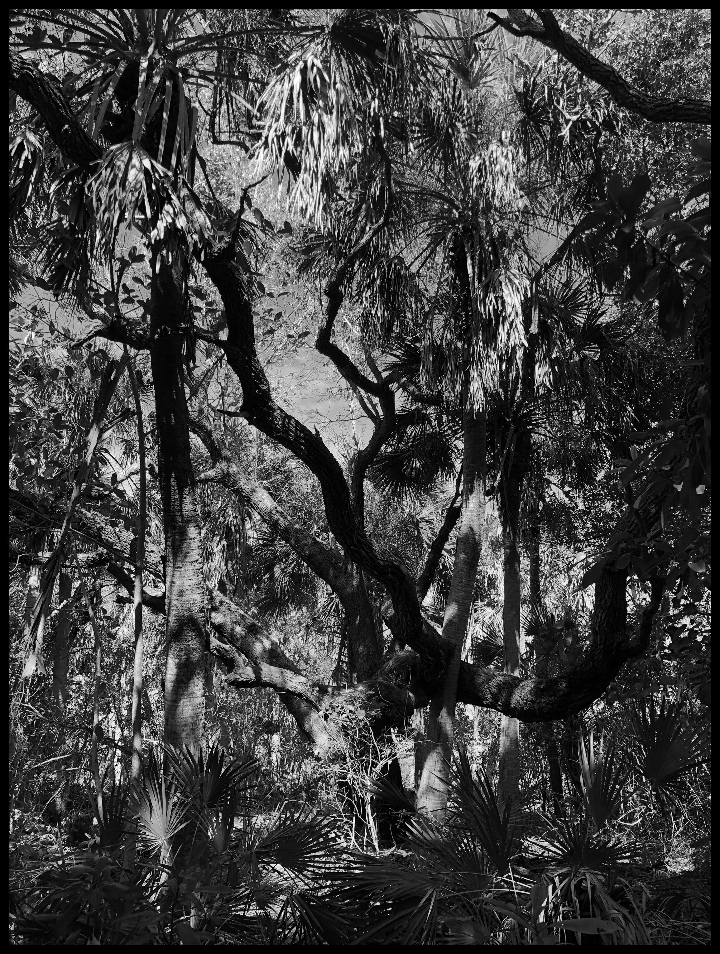 Barrier Island Allusion, study no. 711