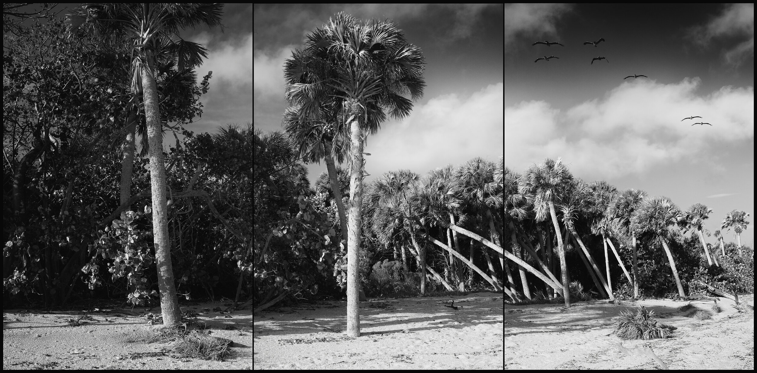  Barrier Island, Observations,  study no. 8 
