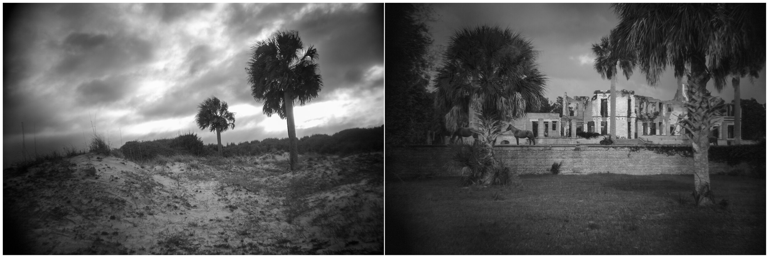  Cumberland Island, Georgia,  study no. 724, 2019 