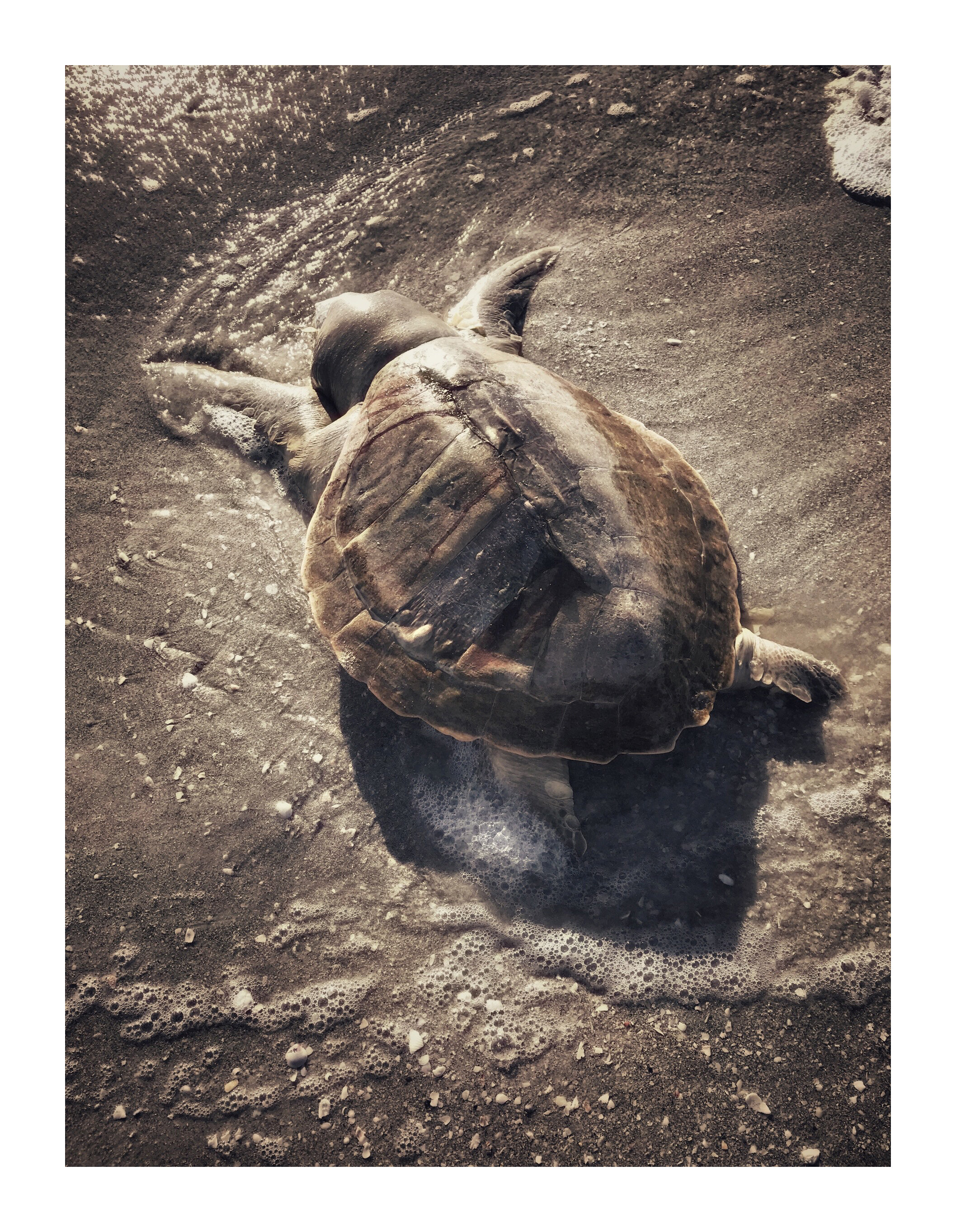  Red Tide, study no. 522, Sanibel Island, Florida, 2018 