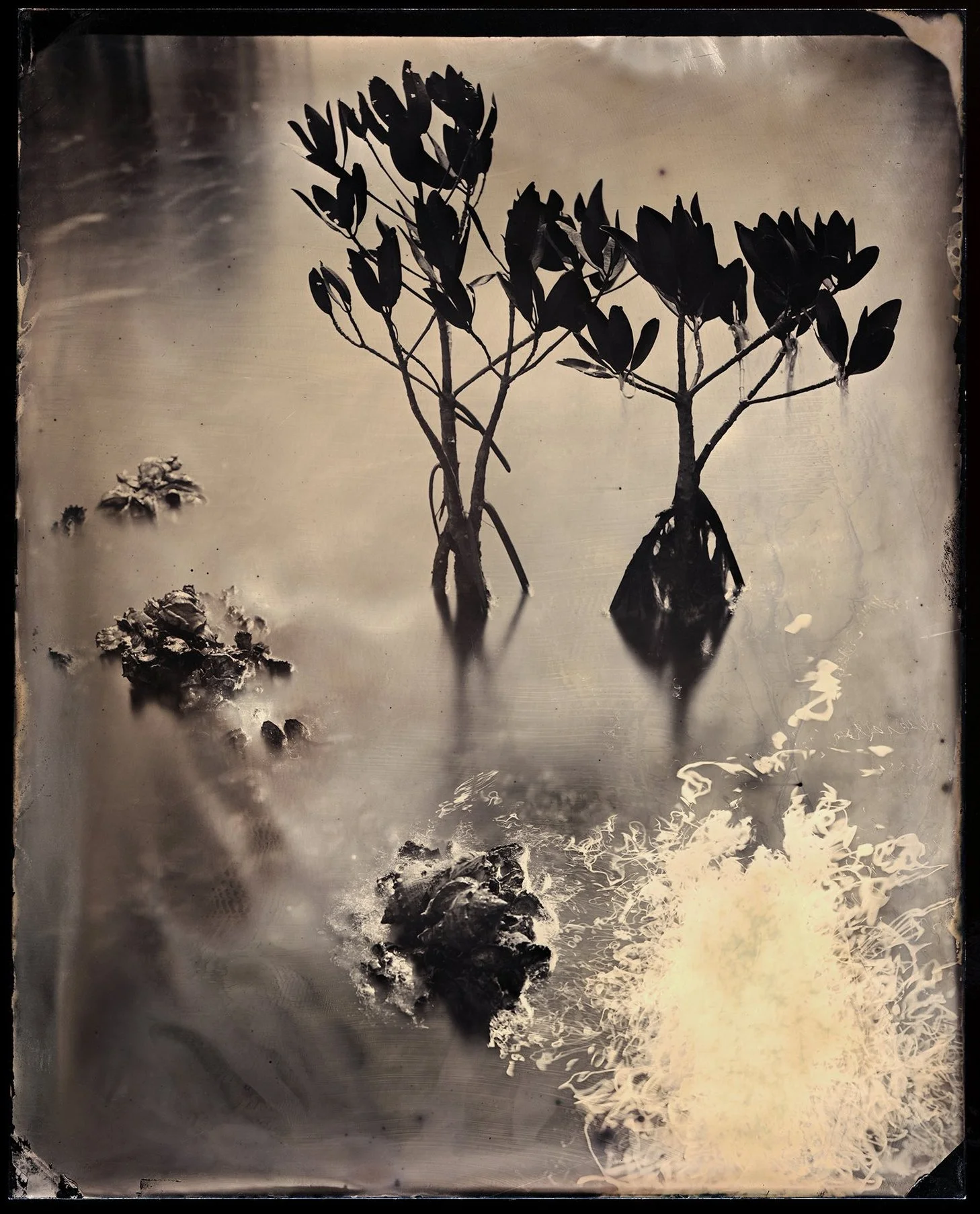 Barrier Island, study no. 14B, Pine Island Sound, Florida, 2018