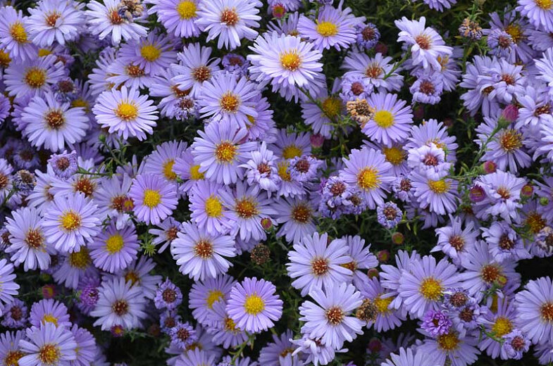 Smooth Blue Aster (Symphyotrichum laeve)