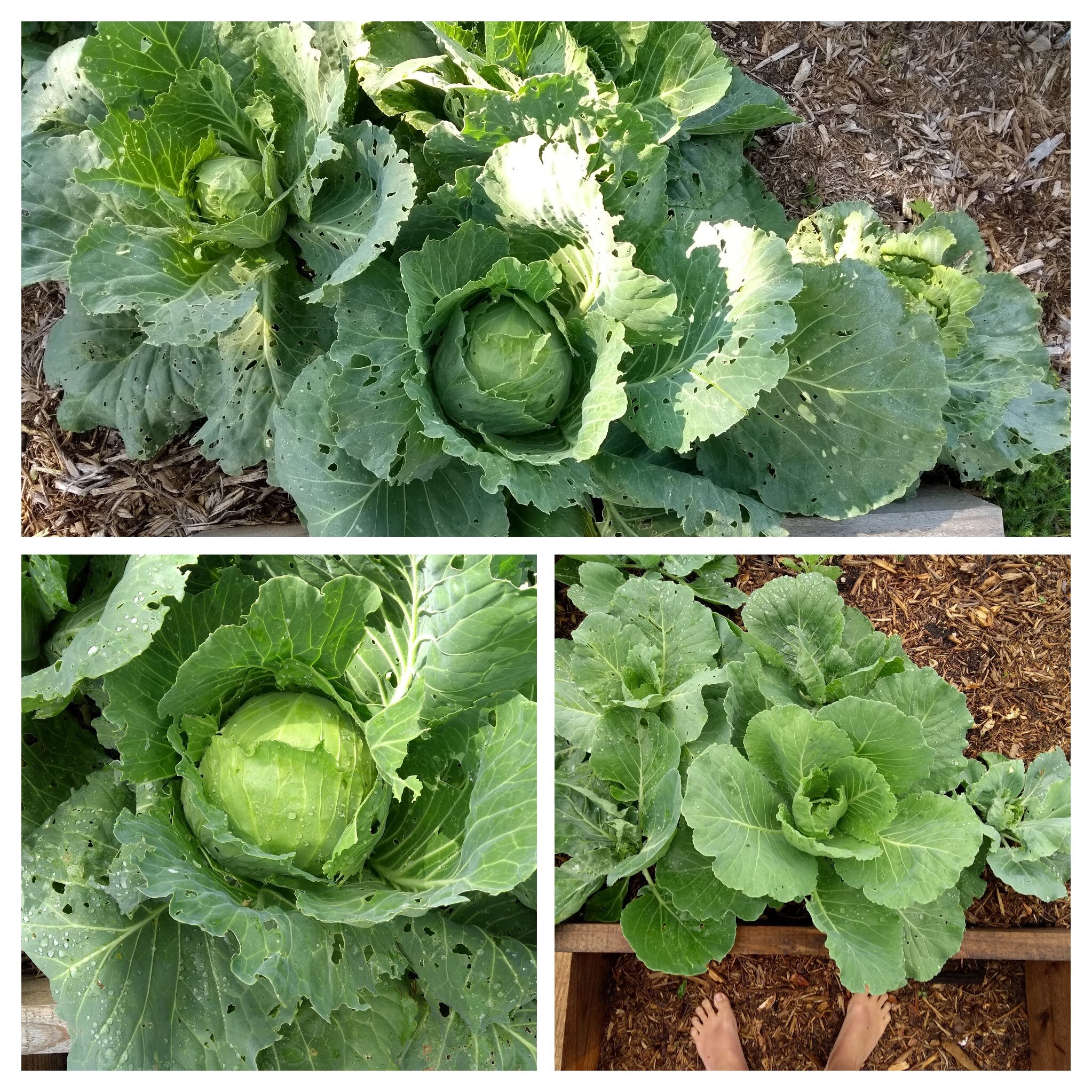 Cabbage 2020