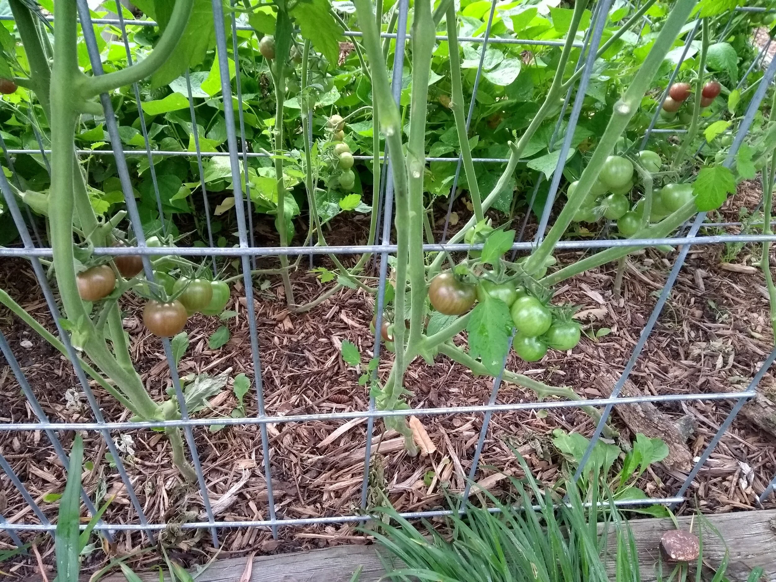 Tomatoes 2020