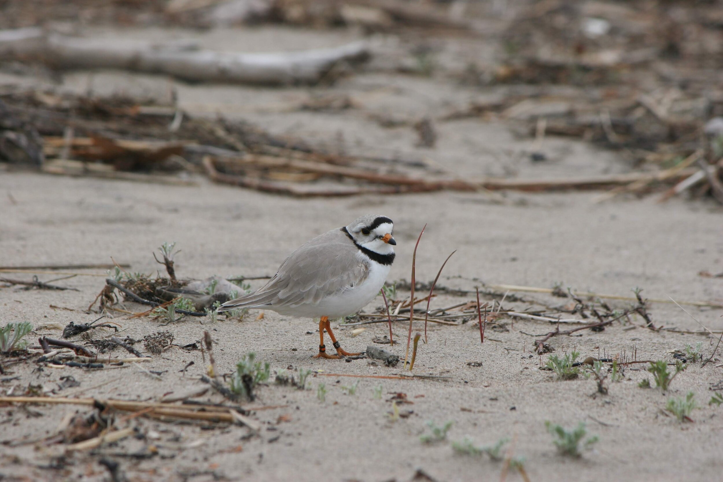 Tallgrass Prairie - Threats to a Disappearing Ecosystem