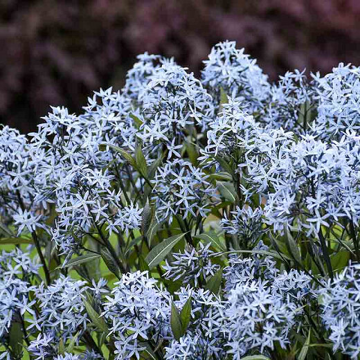EasternBluestar.jpeg