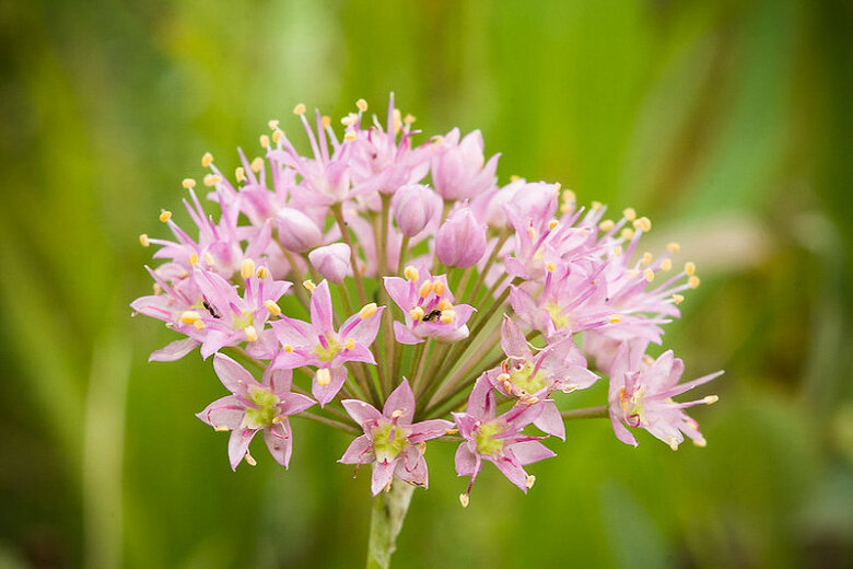 Prairie Onion (Allium stellatum)