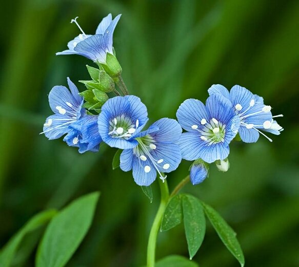 Jacob’s Ladder (Polemonium reptans)