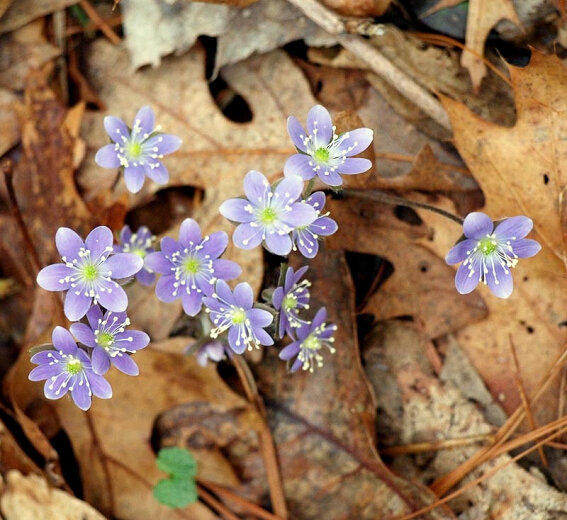 Round-lobed Hepatica (Hepatica americana)