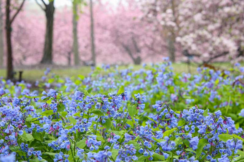 Virginia Bluebells (Mertensia virginica)