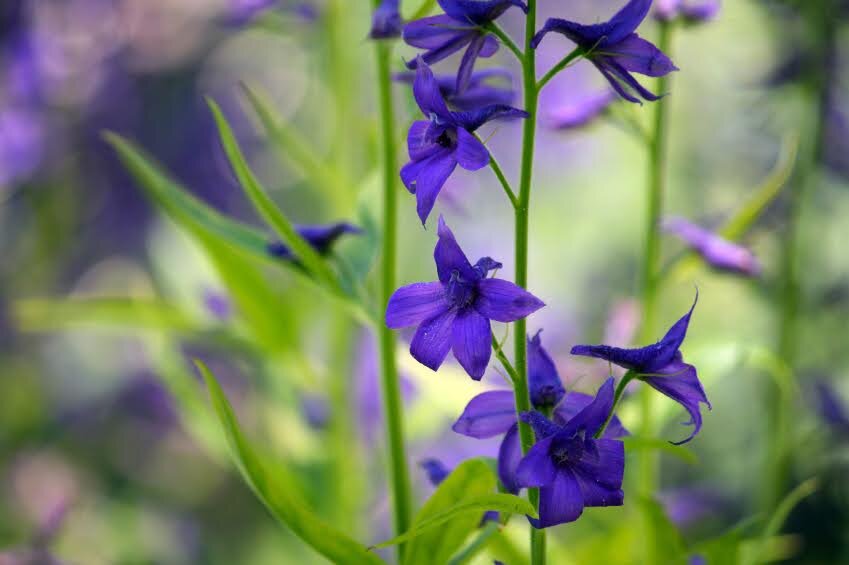 Tall Bellflower (Campanula americana)