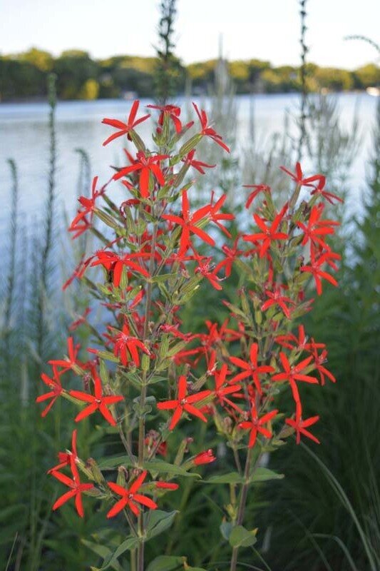 RoyalCatchfly.jpeg