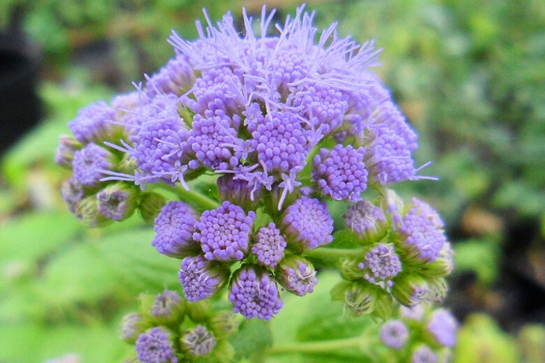 Mistflower (Conoclinium coelestinum)