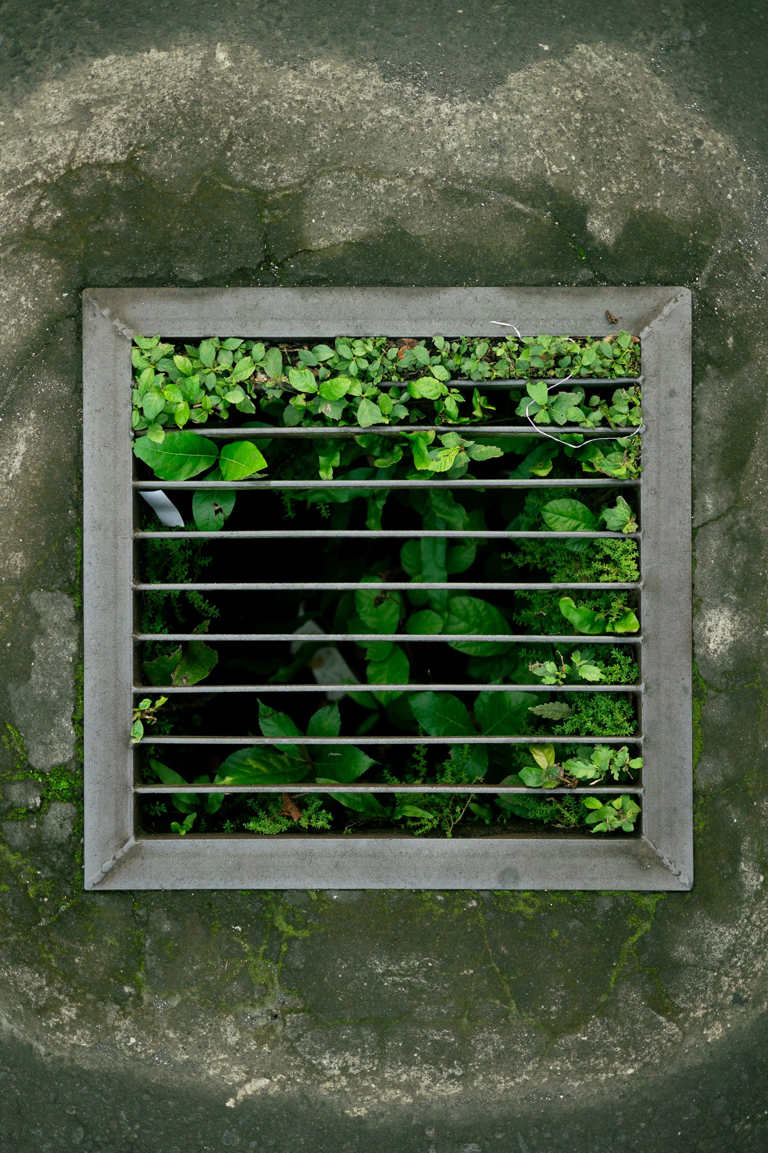 Overgrowth drain Bali, Indonesia 