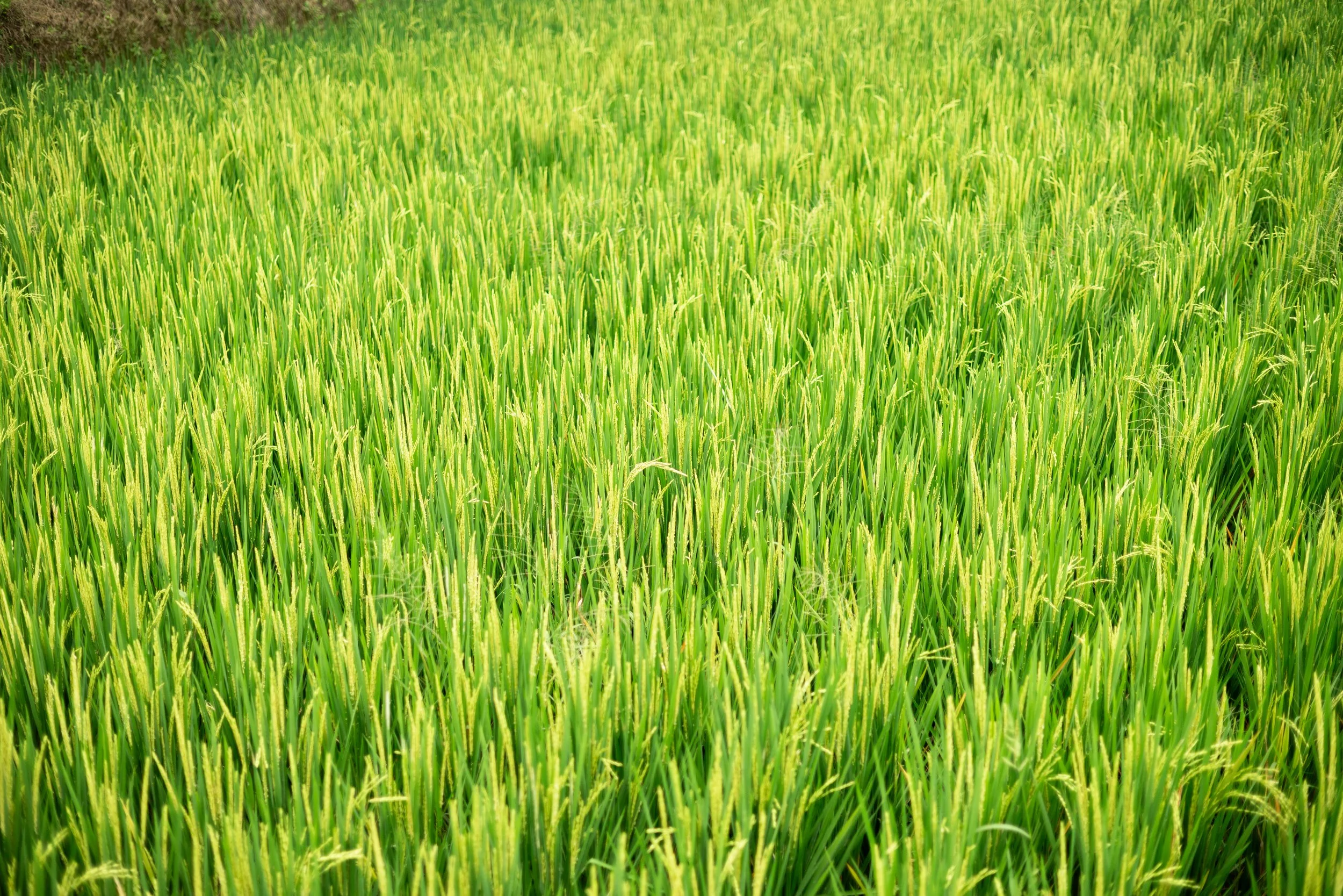 Rice Paddy Bali, Indonesia