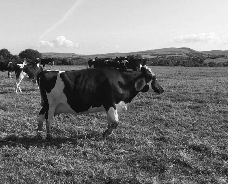 Alan+meeting+cows+005+-+Copy.jpg