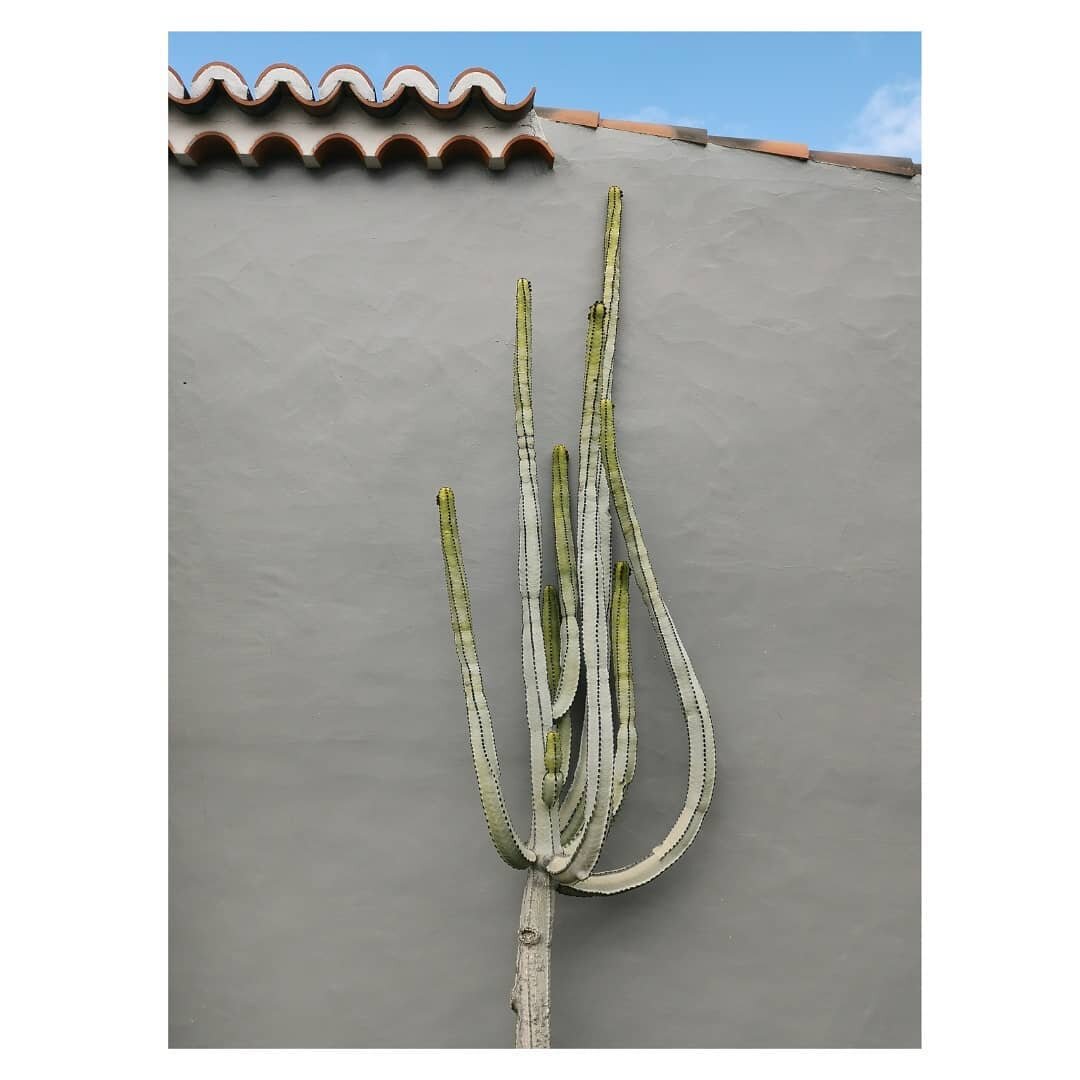 🌵MEIN KLEINER GR&Uuml;NER KAKTUS🌵

&quot;Blumen im Garten, so zwanzig Arten
Von Rosen, Tulpen und Narzissen
Leisten sich heute die kleinsten Leute
Das will ich alles gar nicht wissen
Mein kleiner gr&uuml;ner Kaktus
Steht drau&szlig;en am Balkon.
Ho
