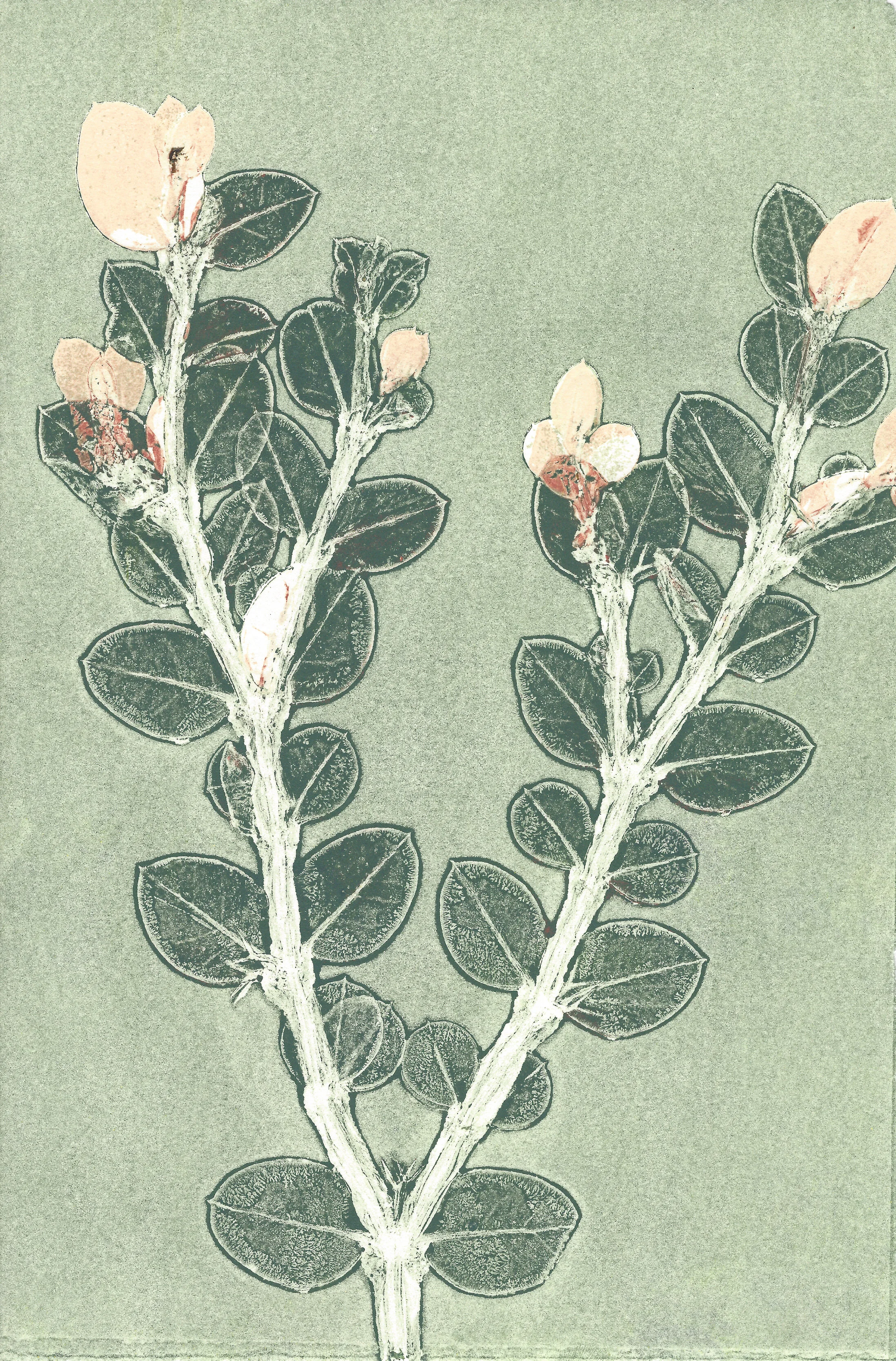 C.Fesmire_LeafMonoprintSeries 4 copy.jpg