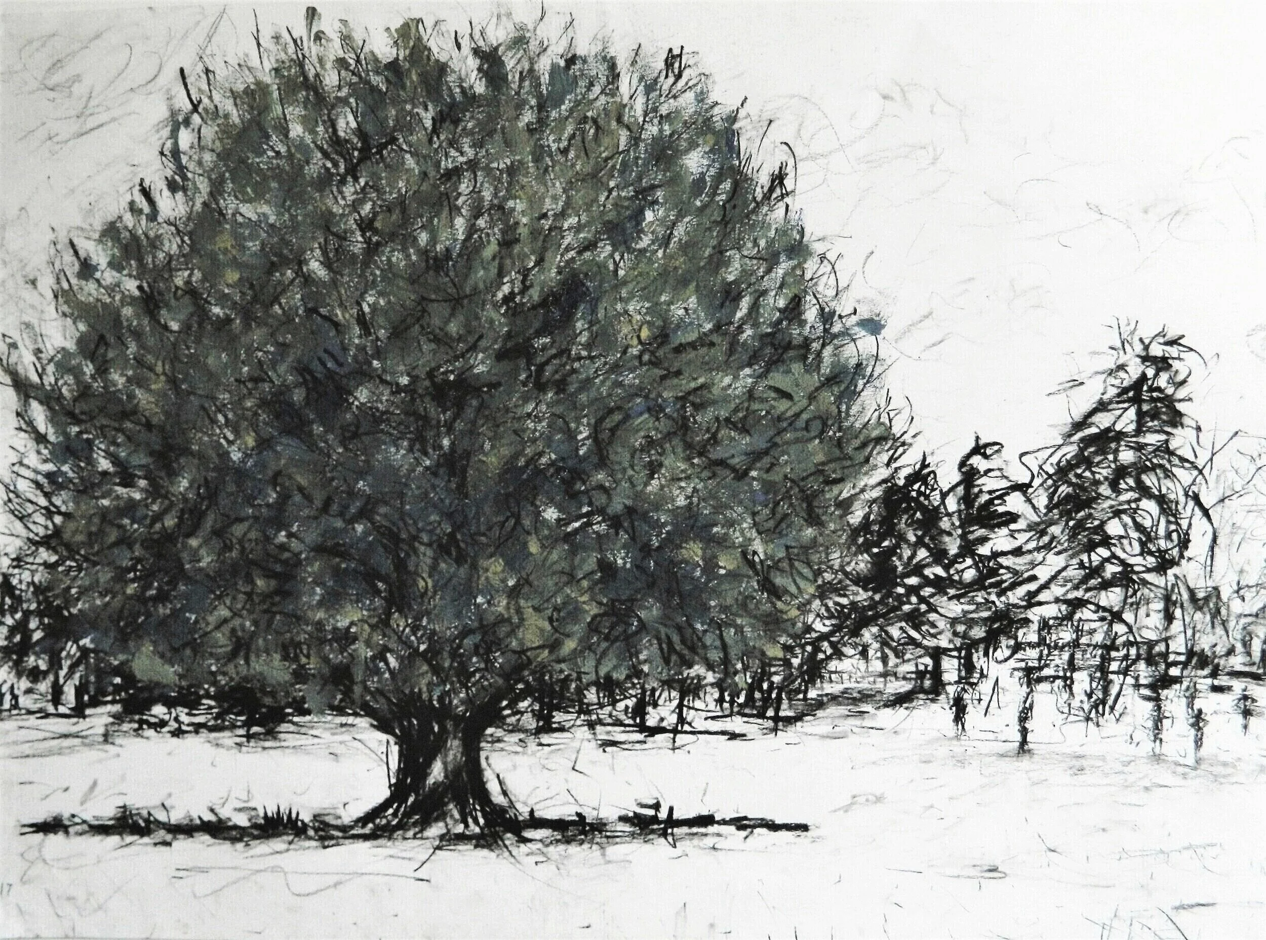  Tree, Greenwich Park. Charcoal pencil and acrylic on paper. 595mm x 420mm