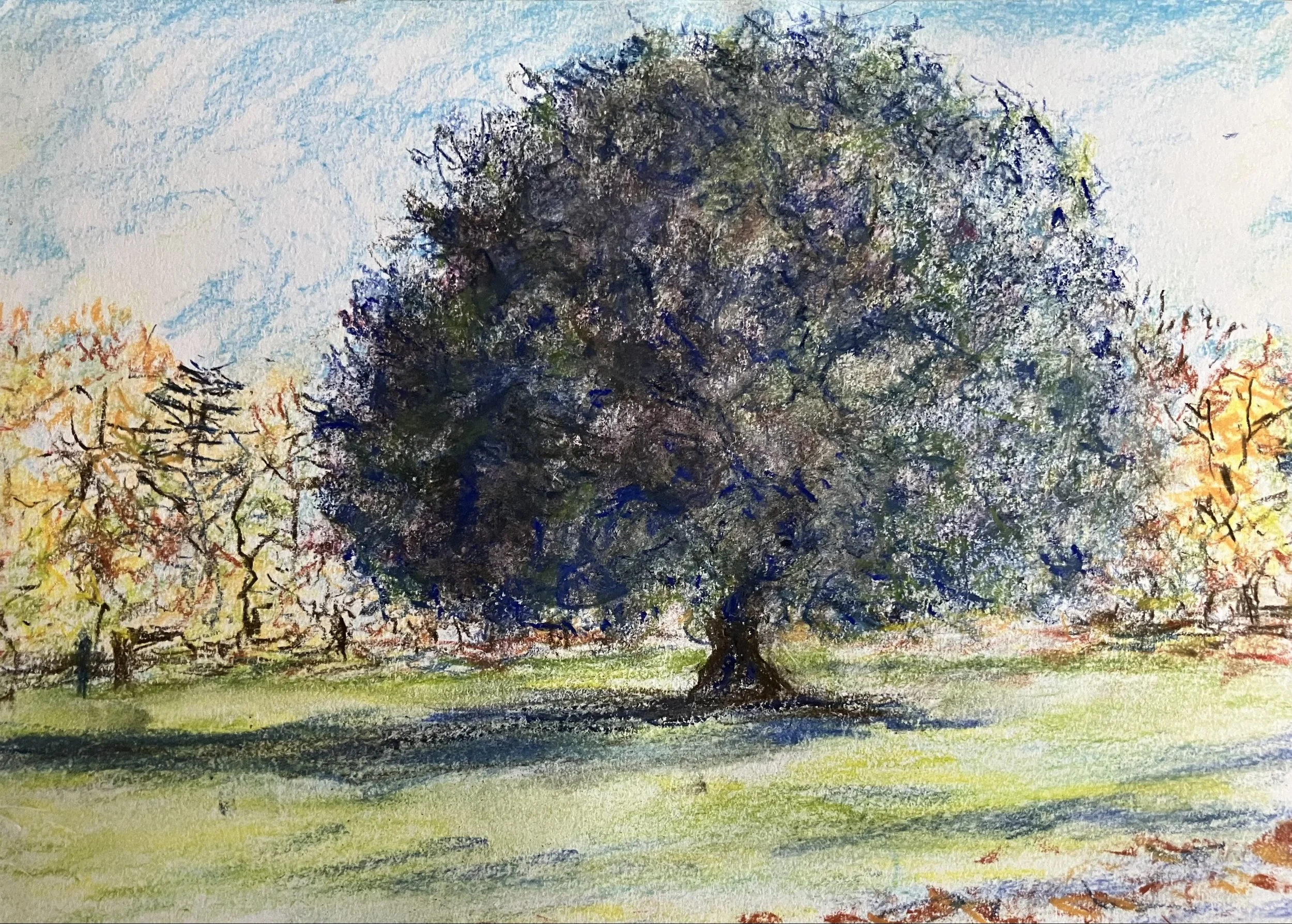 Holme Oak, Greenwich Park.
Chalk Pencil drawing 295 x420 mm