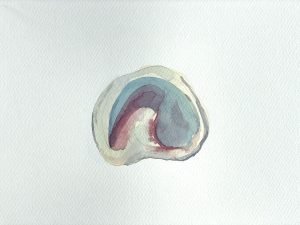 Shell Study #12 Killichronan 2023, watercolour by Calum Hall