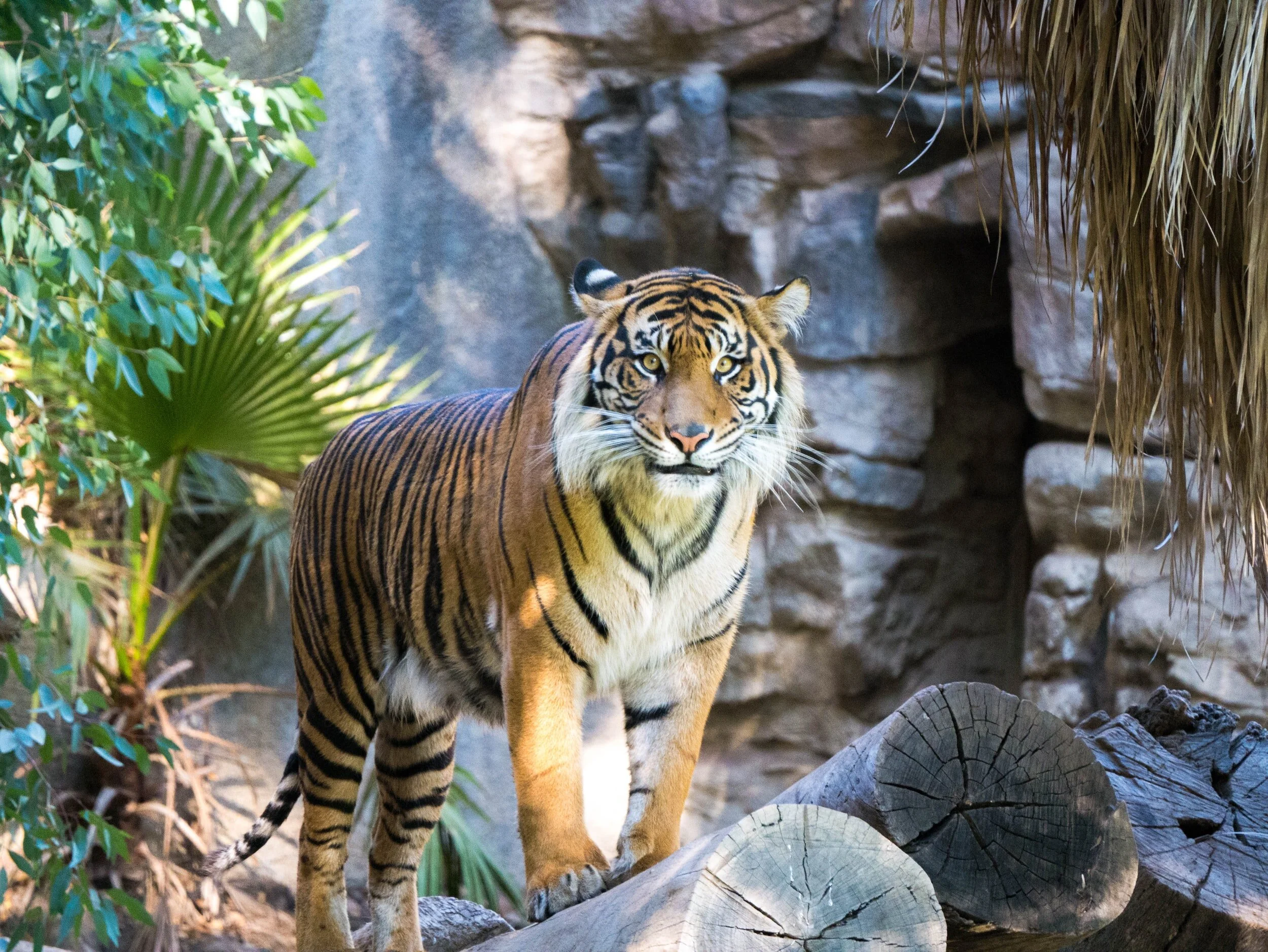 Endangered Tiger
