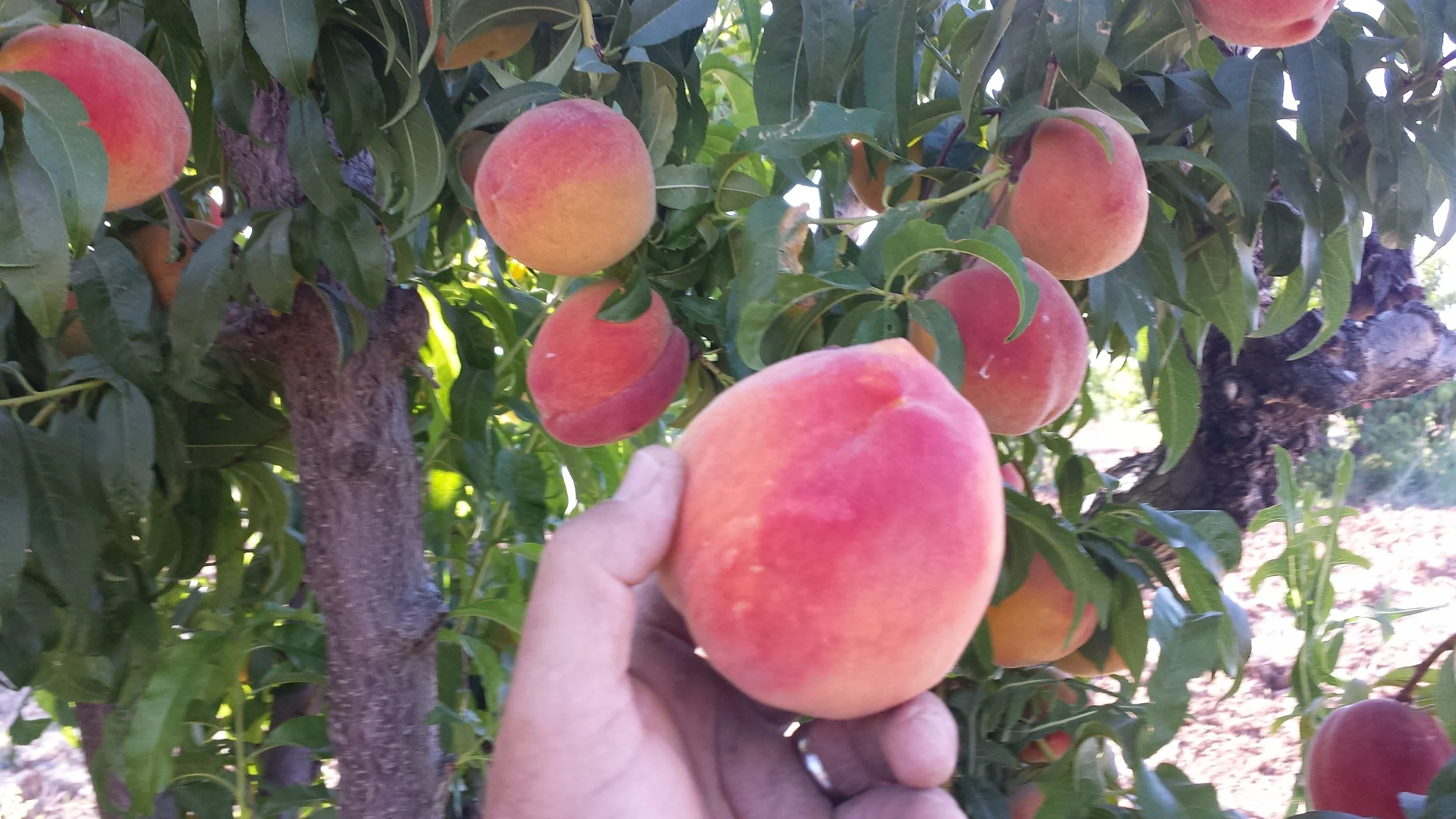 Events — Vertuccio Farms