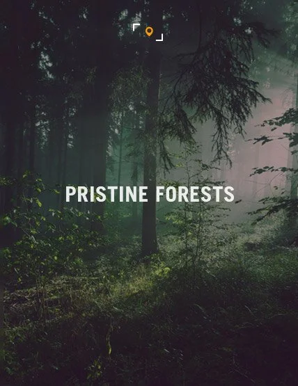 solid_locations_0002_Forests.jpg