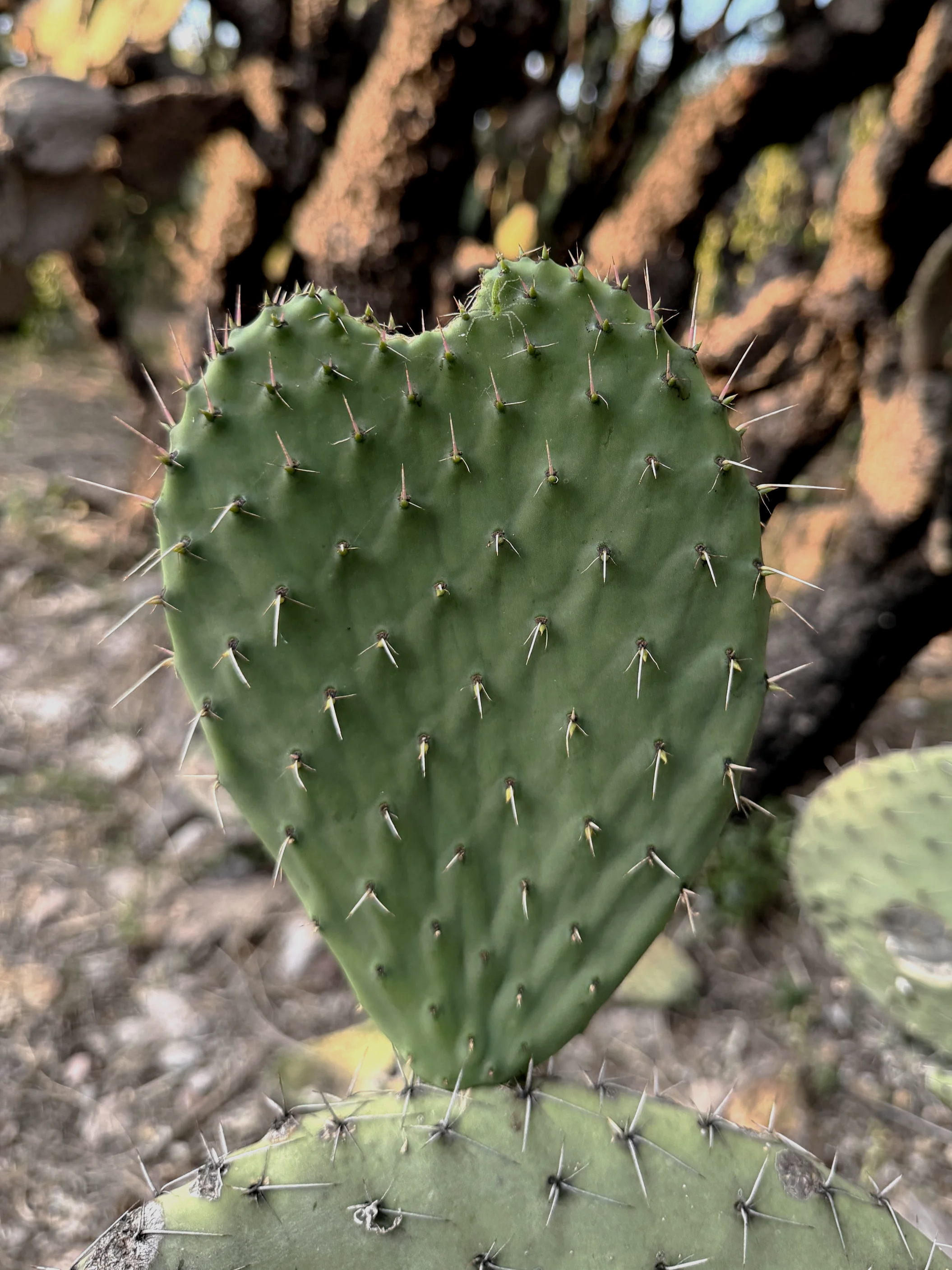 Heart shaped cactus