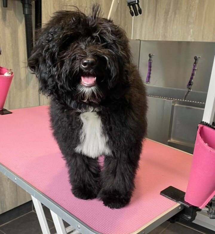 Betsy&rsquo;s first big girl haircut 💕💕 how cute is that face? She smashed it out of the park - little pro ⭐️ 🐾🐾