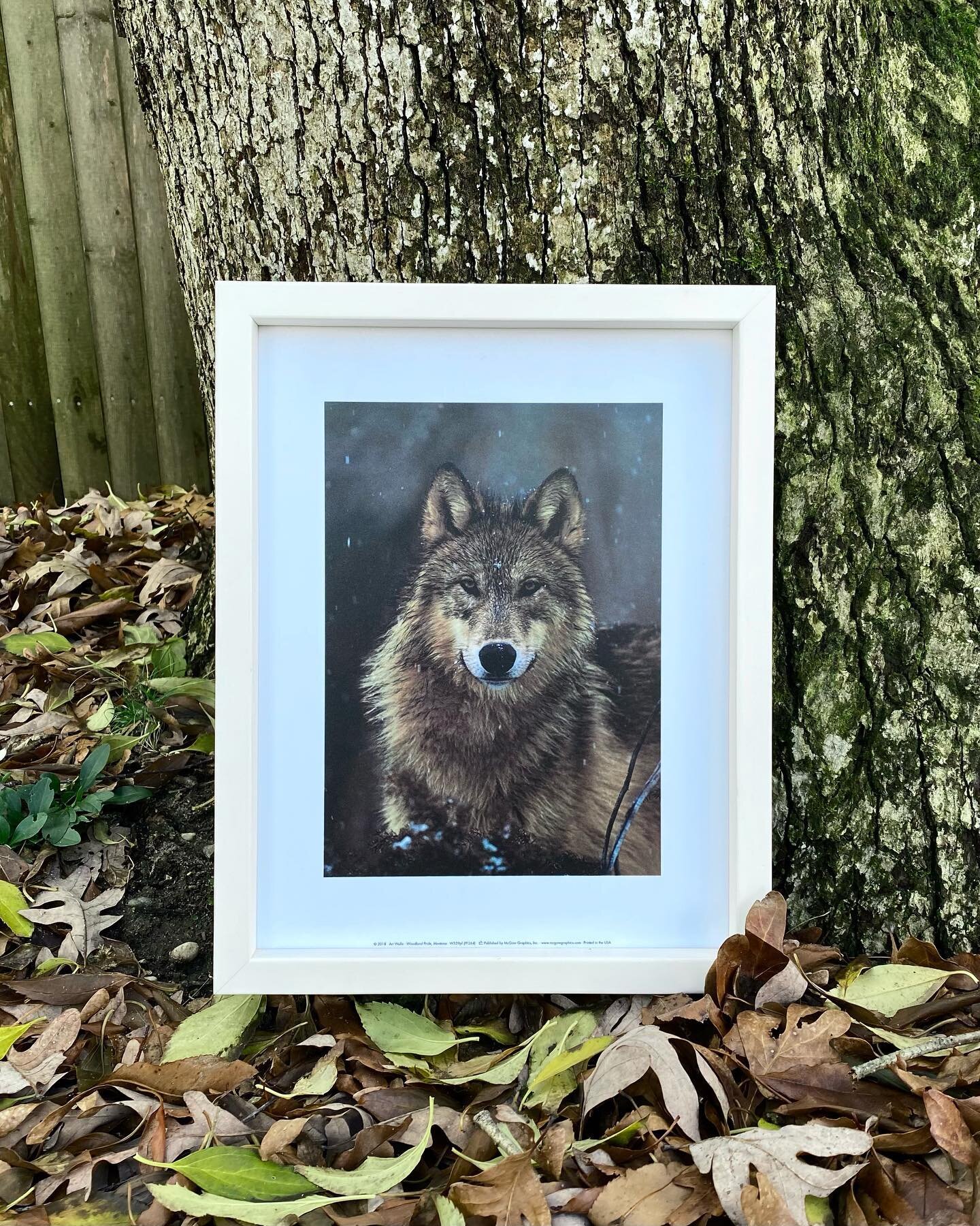 Vibras de oto&ntilde;o 🍂 #EnmarcaLoQueAmas 
.
.
.
#fall #wolf #lobos #frame #cuadrosdecorativos #hechoenmexico #sanluispotosi #framedart #oto&ntilde;o