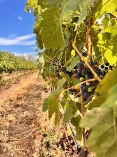 MASTERCLASS: Exploration of Rhône Varietals