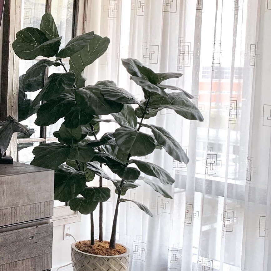 FEATURED PROJECT - TriBeCa loft Apt 
Is this fiddle leaf tree real or artificial? 
What do you think? 

𝘾𝙤𝙣𝙩𝙖𝙘𝙩 𝙪𝙨 ! - 516-375-3939
&bull;
&bull;
&bull;
&bull;
&bull;
&bull;
#design #interiordesign #interiordesigners #michellelewisinteriors 