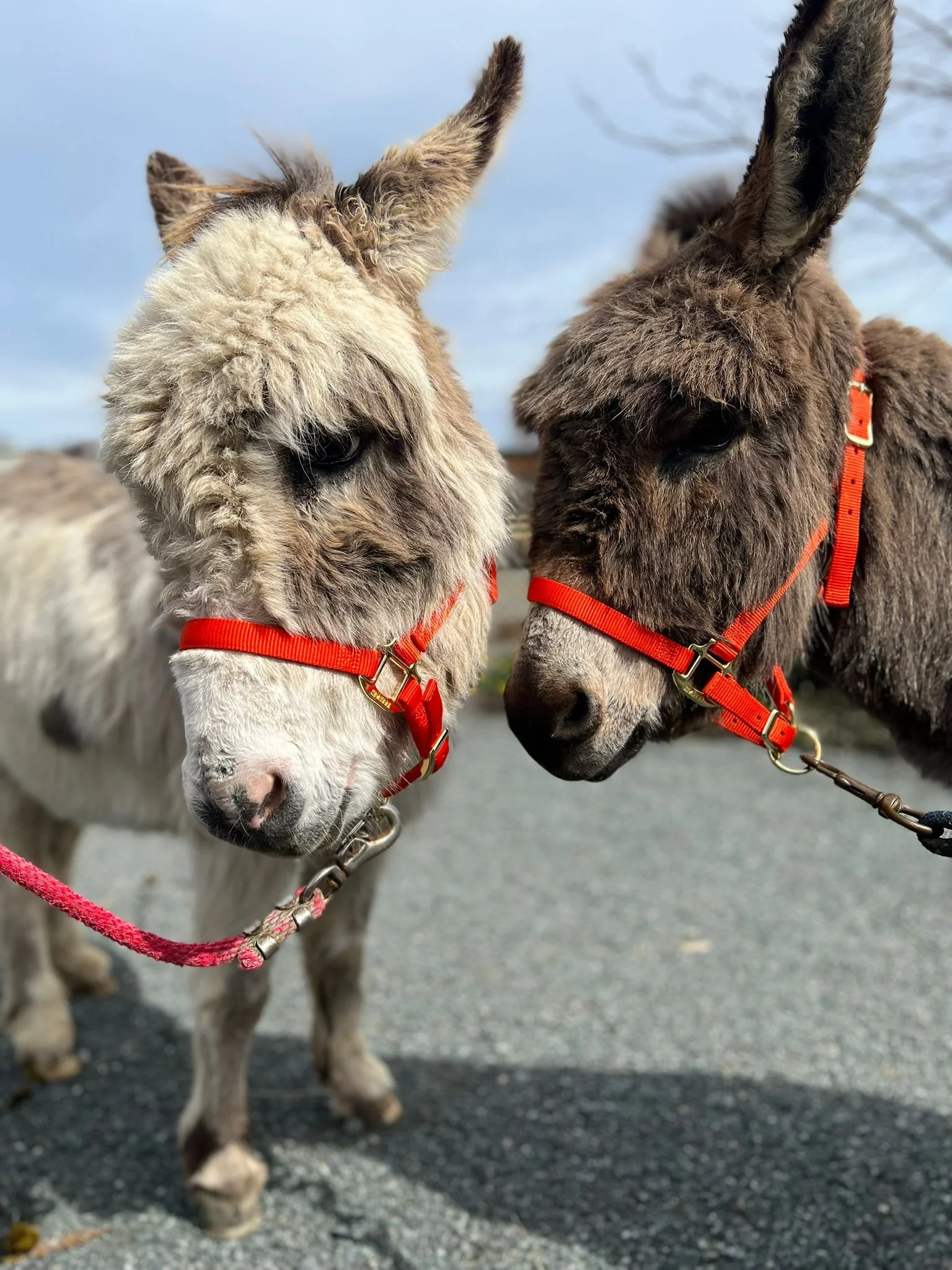 Welcome to our donkeys Holly &amp; Sadie!