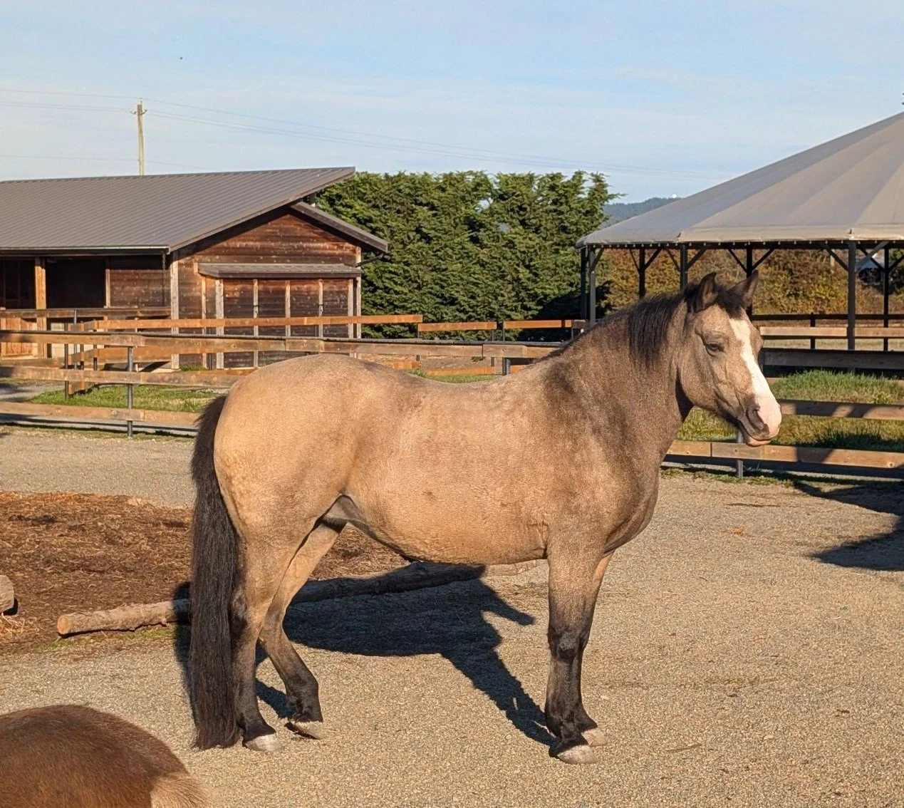 Welcome to the herd, Lila!