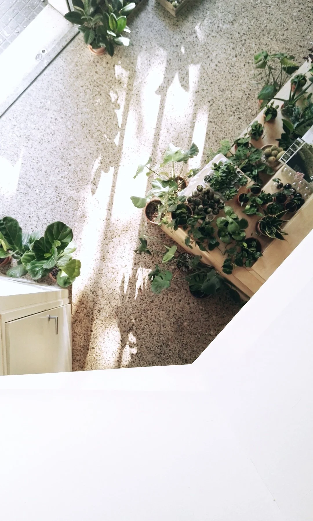 Varios maceteros con plantas verdes en una mesa de madera y suelo de piedra, con sombras de plantas proyectadas en el piso.