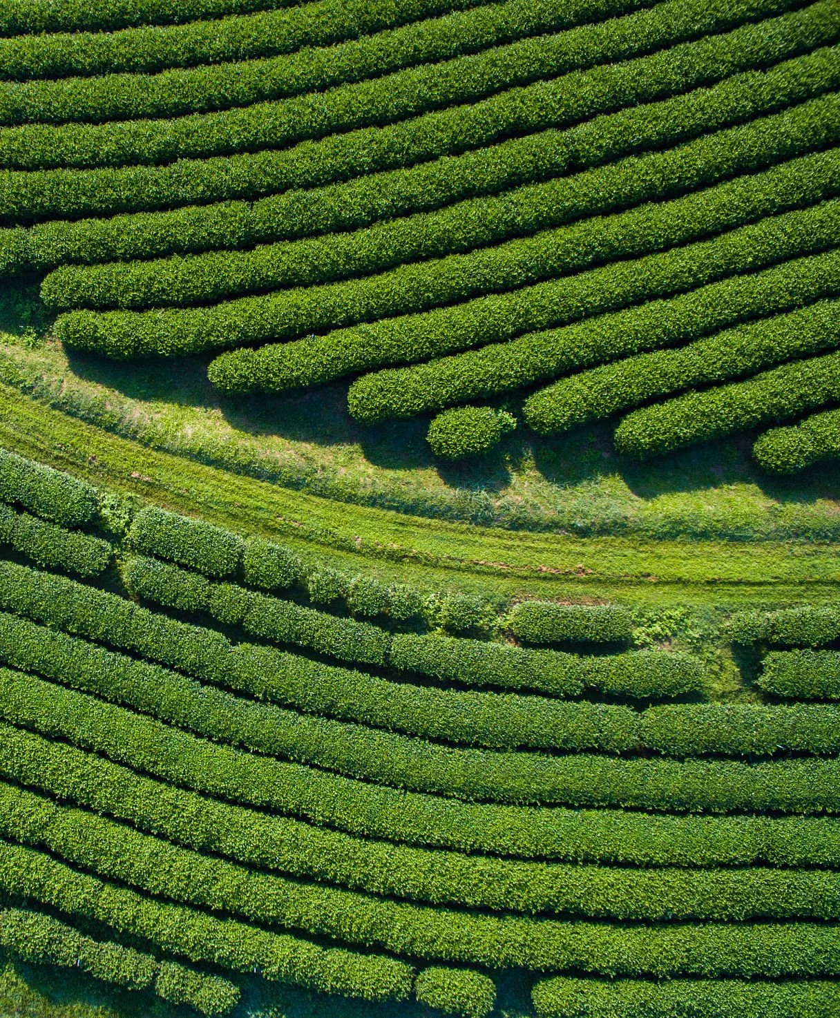 Muestra un campo agrícola con filas de arbustos verdes, probablemente un cultivo en ordenadas líneas, vistos desde el aire.