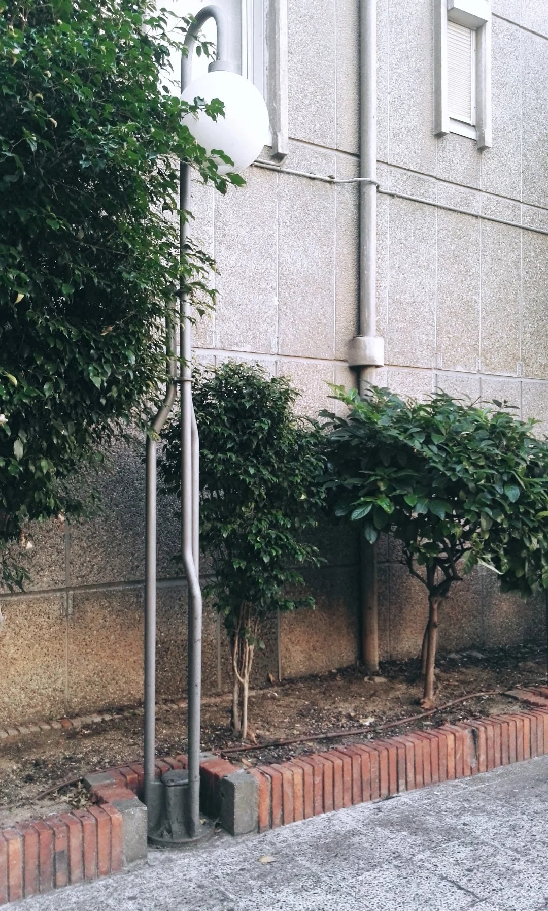 Dos arbustos pequeños junto a una pared de concreto, con tuberías y una lámpara en el fondo.