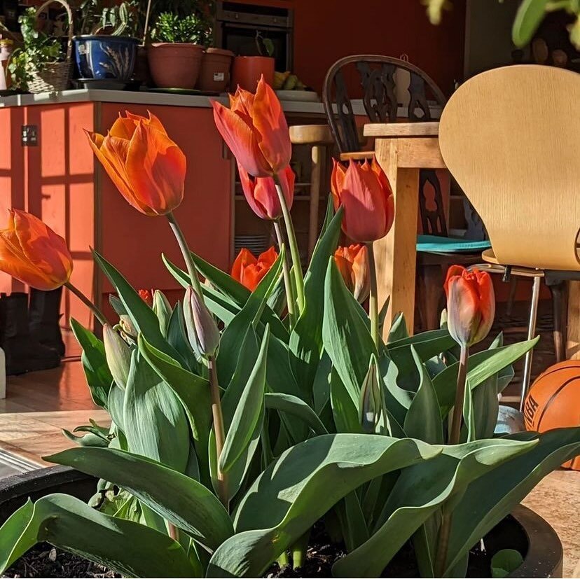 One of my clients from 10 years ago posted this yesterday as their Happy Easter message.  Showing the great fun orange kitchen we designed and produced for them behind the tulips.  Loved this project @l_o_r_n 

Happy Bank Holiday

#orangekitchen #kit
