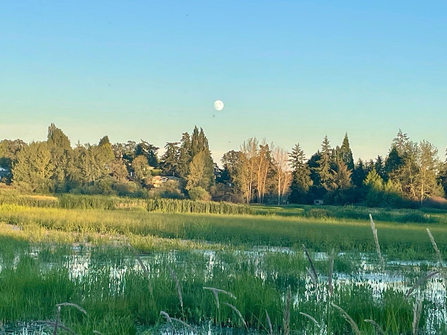 Summer at last. Panama Flats, Cattle Point, for the lowest tides in a generation, Oak Bay Marina. #panamaflats, #cattlepoint