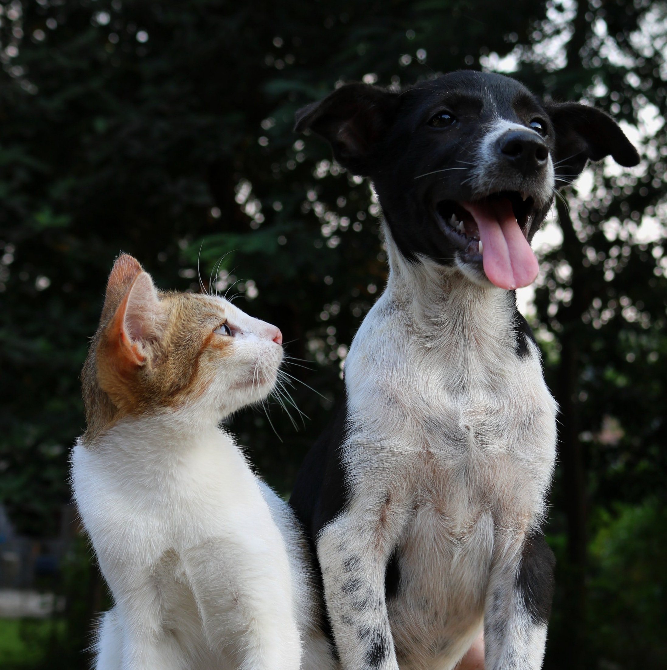 Home - ACC&D - Alliance for Contraception in Cats & Dogs