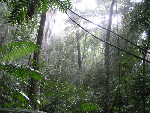 El+Peten+Jungle.png