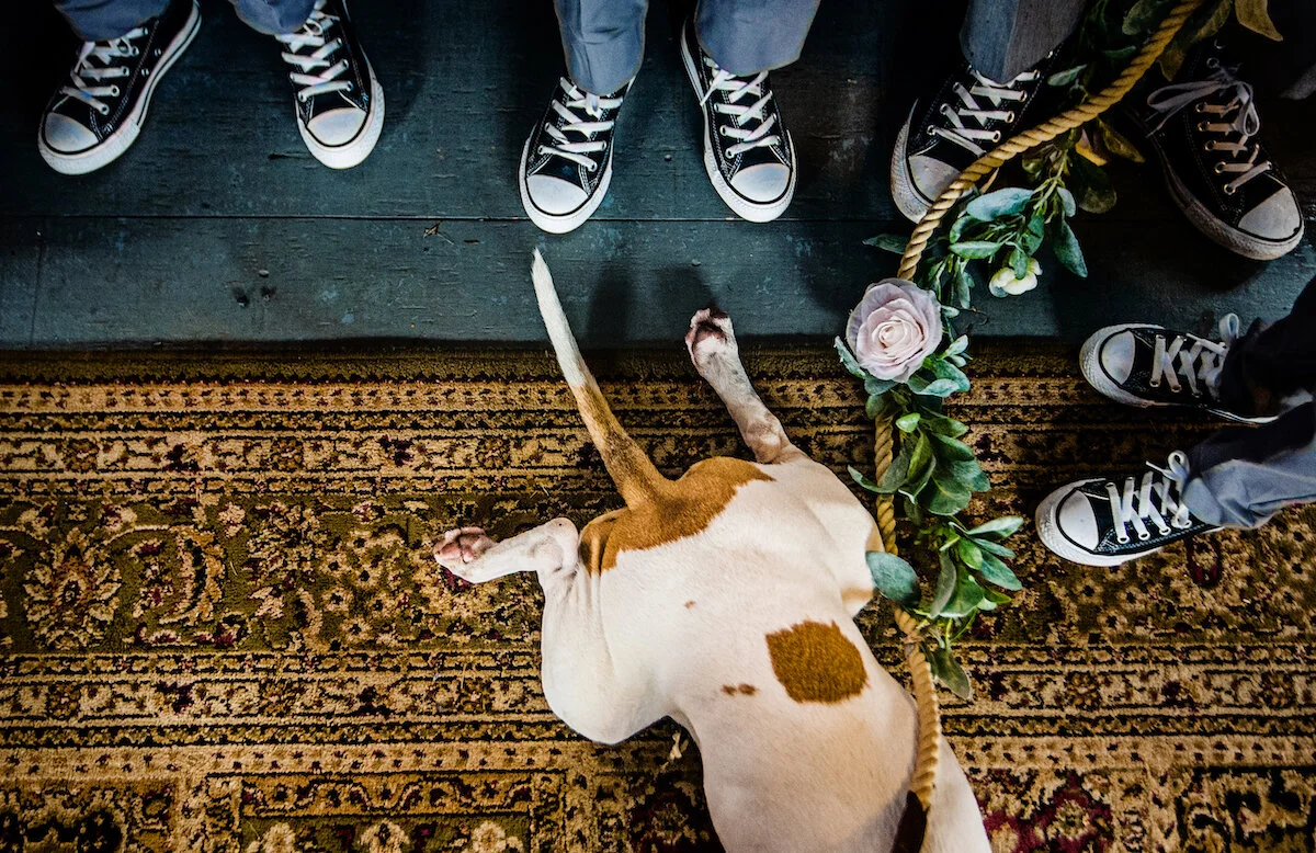 Dog butt on carpet with wedding flowers and converse shoes