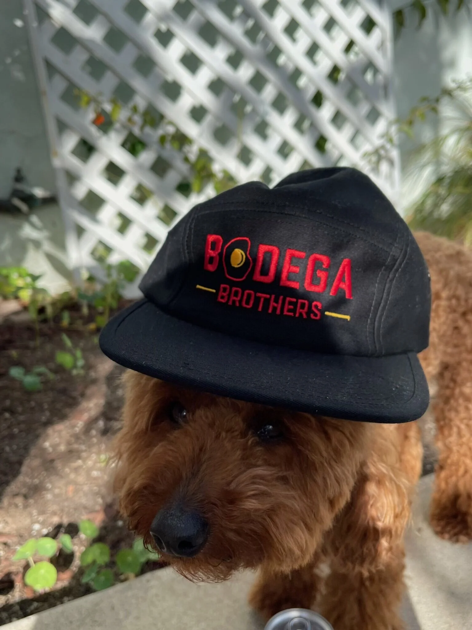 dog maga hat