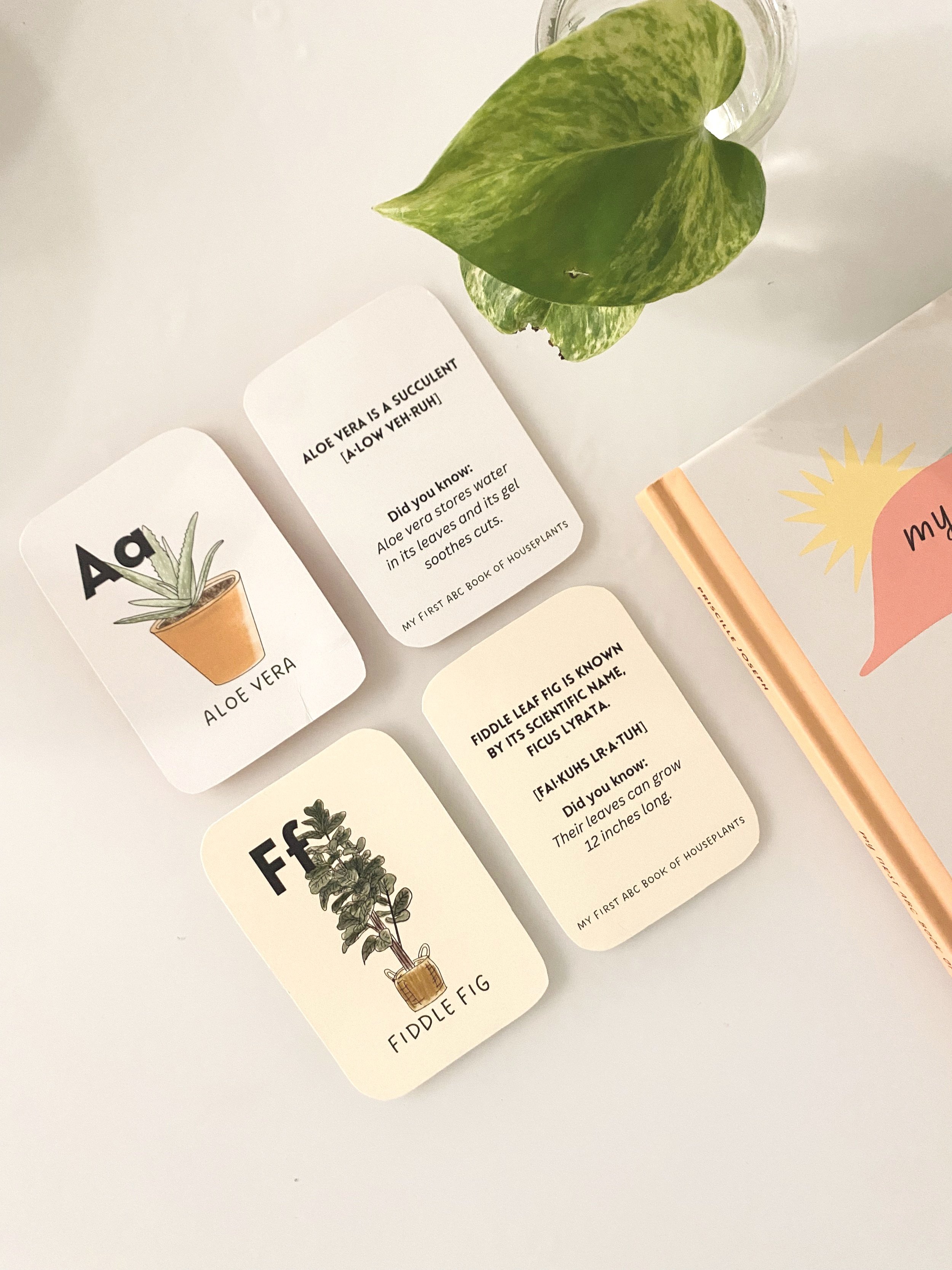 My+First+ABC+book+of+Houseplants+-+Flash+cards3.jpg