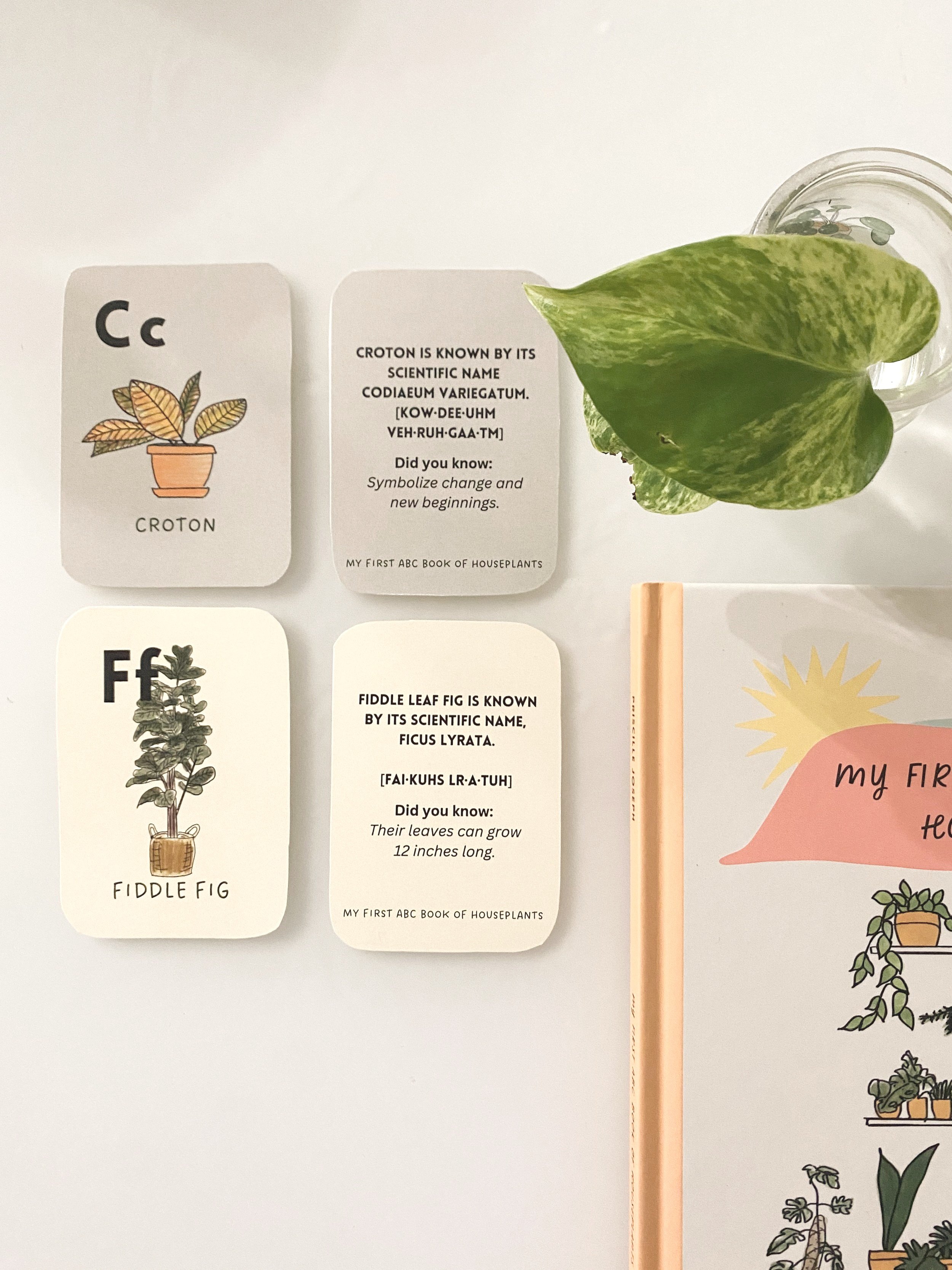 My+First+ABC+book+of+Houseplants+-+Flash+cards.jpg