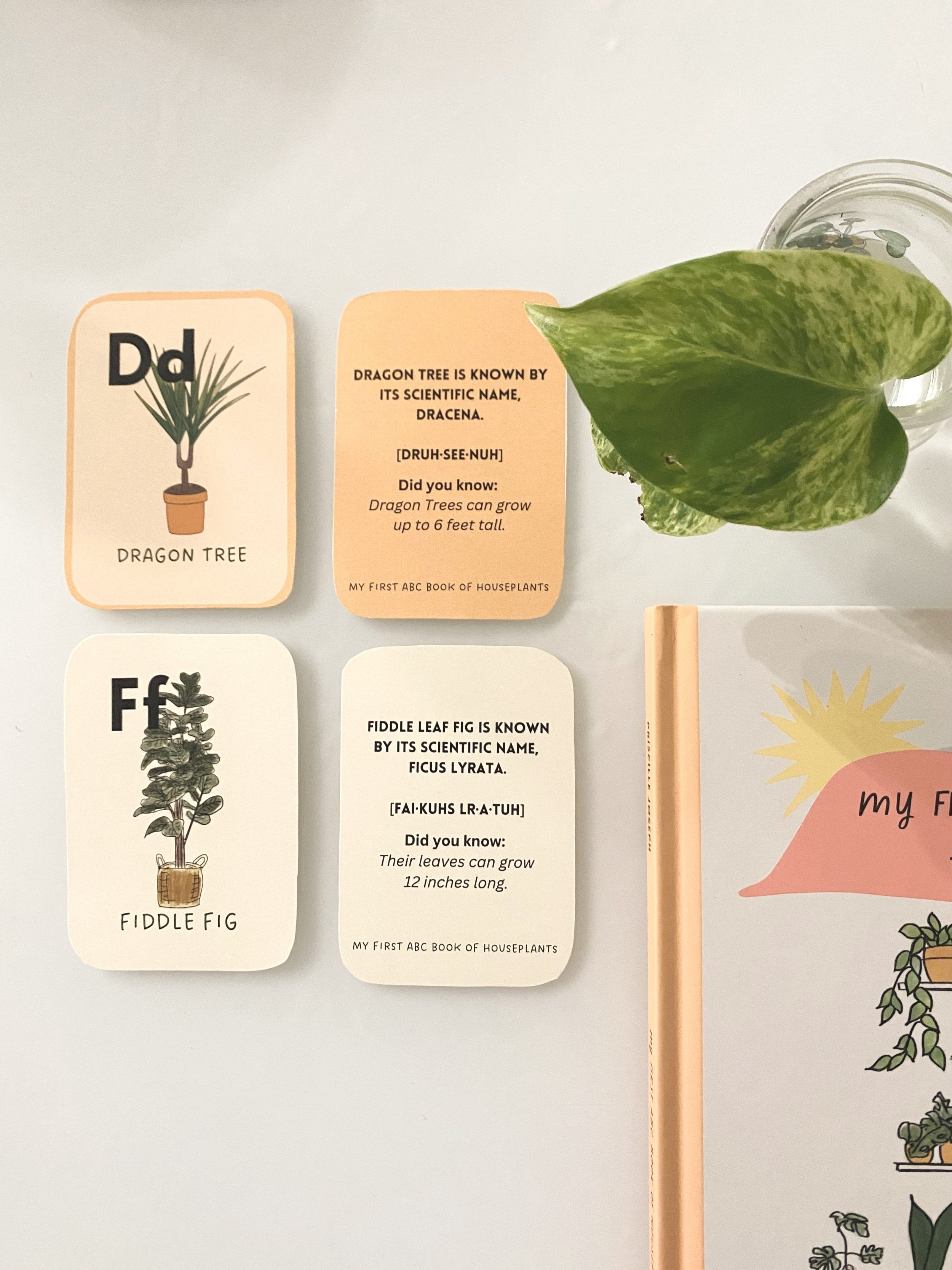 My+First+ABC+book+of+Houseplants+-+Flash+cards2.jpg